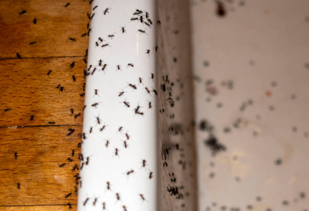 Best Pest Control Treatment  in Anaheim, CA