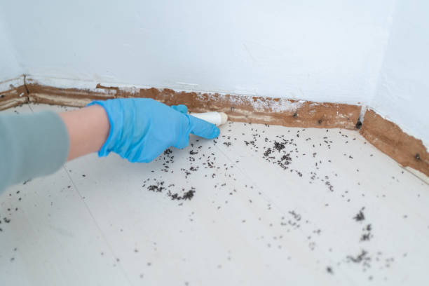 Best Best Pest Control Companies  in Anaheim, CA